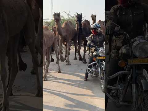 🏍️ Riding Through Camels! Unique Motorcycle Tour in India 🐪