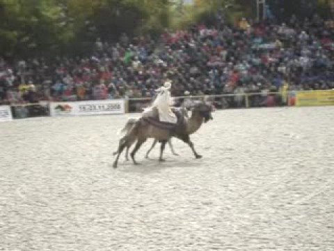 Marbacher Hengstparade 2008