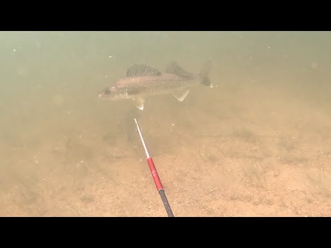 Spearfishing Walleye - Shot Compilation #fishing #spearfishing