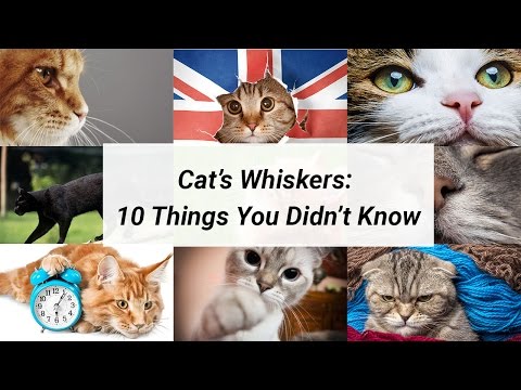 Cat Whiskers - 10 Things You Didn't Know About Cat Whiskers