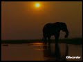 Baby Noah Elephant 6