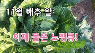 배추 이젠 물 그만 주세요