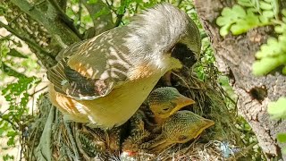 Download lagu Burung Long-tailed Shrike sedang berdiri di atas anak-anaknya. mp3