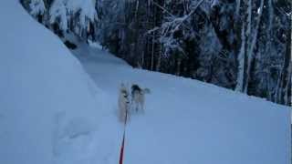 preview picture of video 'Ski-chiens (3), avec Saskia et Snoupy, à Caux'
