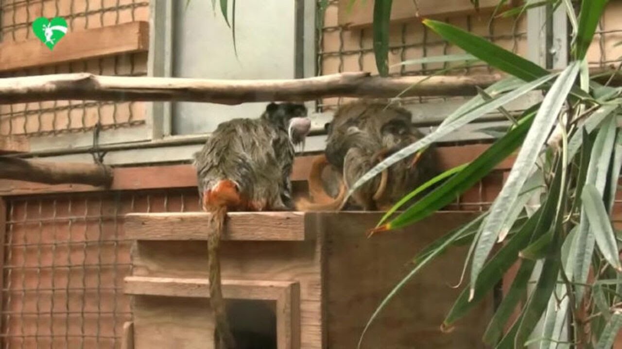 Al Bioparco di Roma nati due gemelli di tamarino imperatore, simpatiche scimmiette dai lunghi baffi