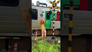 踏切動画 099【ふみきり 鉄道】【電車】【踏切ダンス】【踏切アニメ】「ふみきりdeダンス」　Japanese railroad crossing animation.