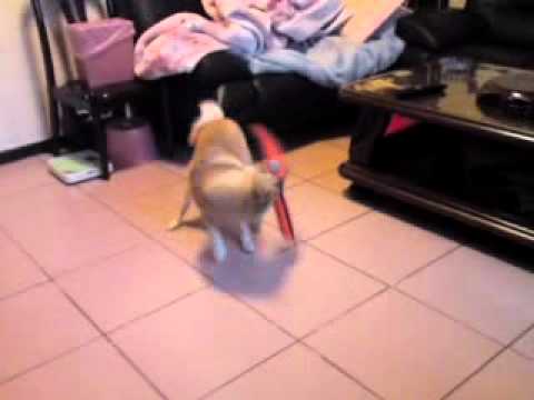 快使用雙截棍～(原發表者:皮蛋哥)(影片)