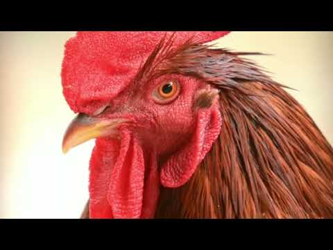 Top 5 aseel rosters -rooster crowing sound  effcet 2022