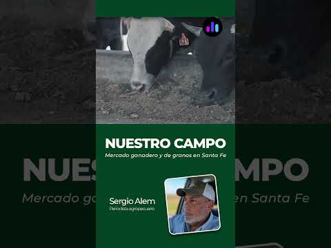 Nuestro Campo | Mercado ganadero y de granos Santa Fe: precios y cotizaciones - Viernes 07 08 26