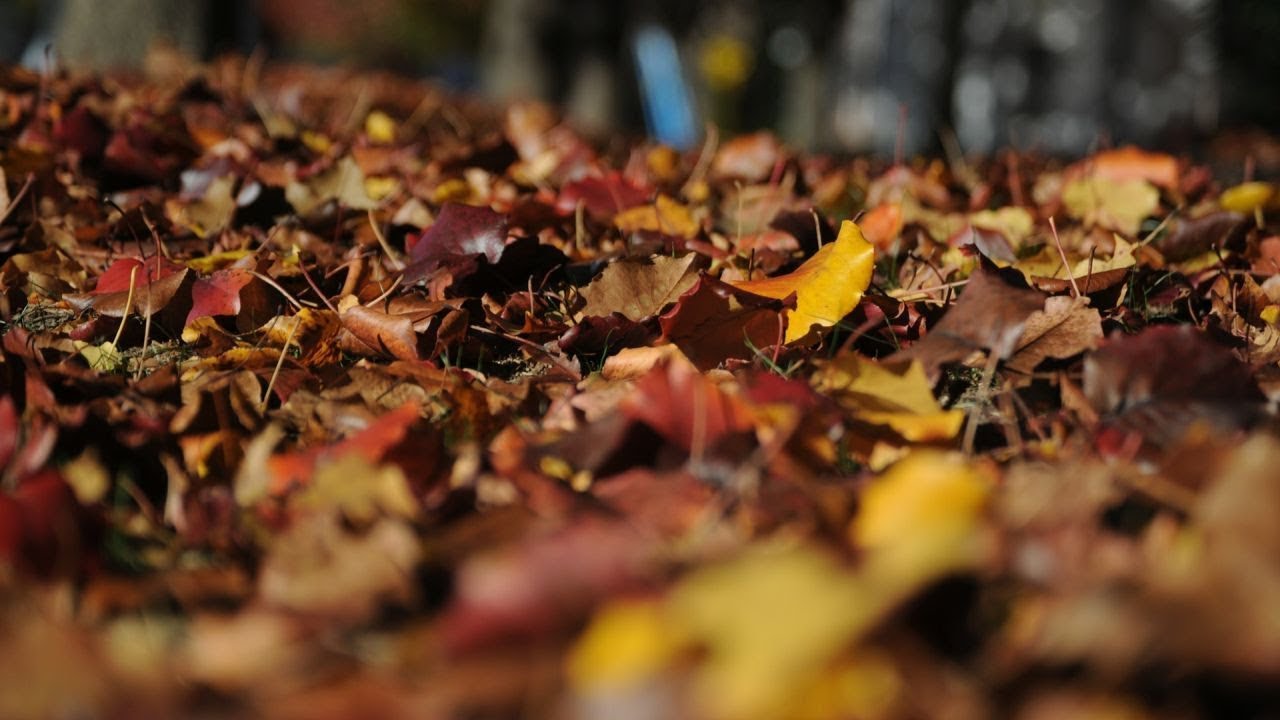 コオロギの鳴き声 3時間 [音フェチ・ASMR・作業用BGM・環境音・自然音]