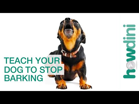 The Keys To Training Your Dog To Stop Barking