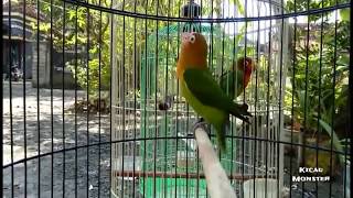 Download lagu Lovebird paud 2,5bulan Fighter abiz! mp3 Download lagu Lovebird paud 2,5bulan Fighter abiz! mp3