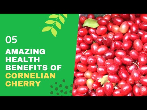 5 Amazing Health Benefits of Cornelian Cherry