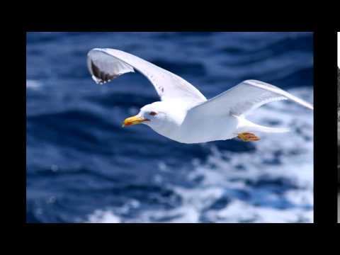 klapa " STINA" šibenik - ZOVE  MORE  -