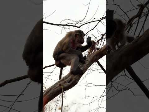 Double the Roza, Double the Fun!