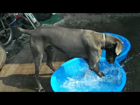 Deutsche Dogge Karima spielt im Wasser