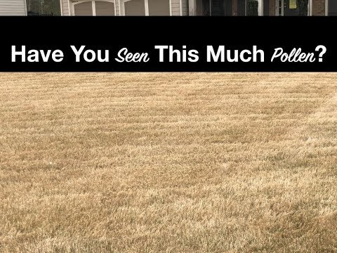 HAVE YOU SEEN THIS MUCH POLLEN? || Spring Lawn Maintenance in Georgia || The Southern Reel Mower