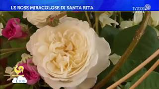 Le rose miracolose di Santa Rita