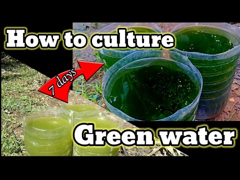 How to culture green water