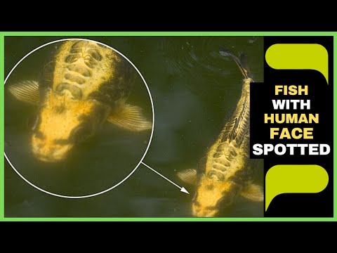 Ever wondered Human face shape fish ? - Virily Ever wondered Human face shape fish ? - Virily