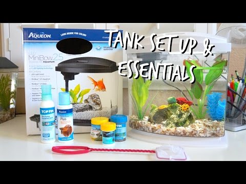 HOW TO SET UP A BETTA FISH TANK | ESSENTIALS