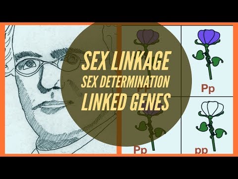 Video number 3 -Biology Bugbears Genetics-Linkage-Sex Determination-Sex Linkage