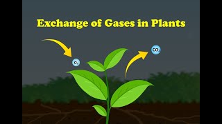 Exchange of Gases in Plants
