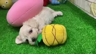 ハーフ犬の動画01