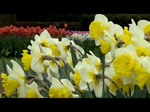 Narcissus 'Las Vegas' - FarmerGracy.co.uk