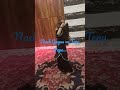 Gidhe Vich Kudi Nachdi Nach Kudiye Ni Tenu Papa Deyange Krisha Does What She Likes MrPQR