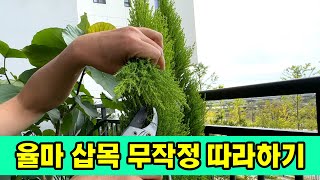 율마 삽목하는 방법