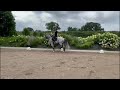 Grand Prix Horse For Sale 12 Y Old Stallion