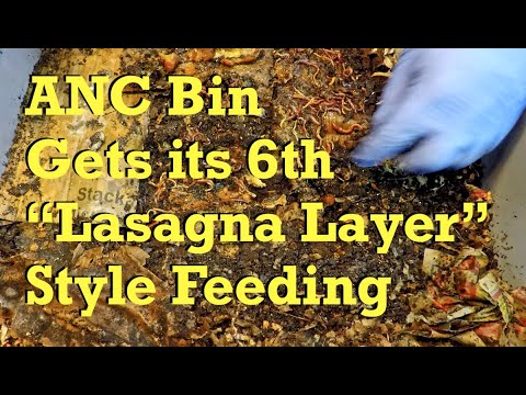 6th "Lasagna style" feeding for 61-day ANC worm bin & cocoon dampening - vermicompost