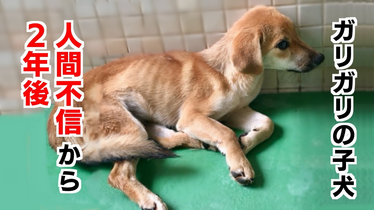 痩せ細った野犬の子犬の２年後の姿が可愛すぎて無理なんですけど！！#animalrescue #野犬 #保護犬