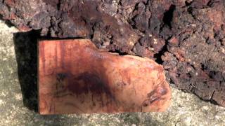 Tree Burls "In The Woods Near You"