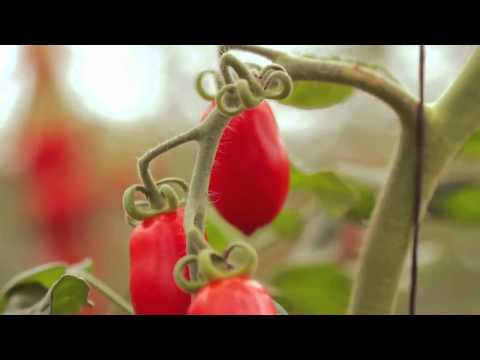 Come nascono i Datterini Così Com'è