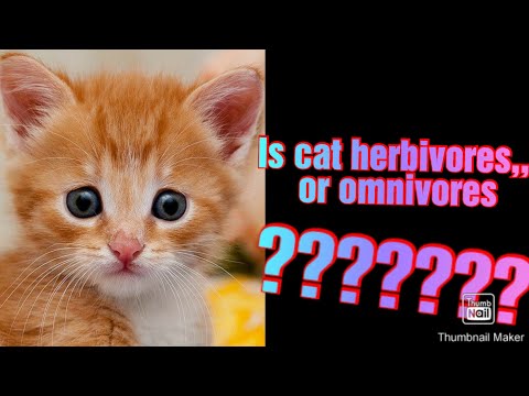 IS cat a herbivores animal or  omnivores?