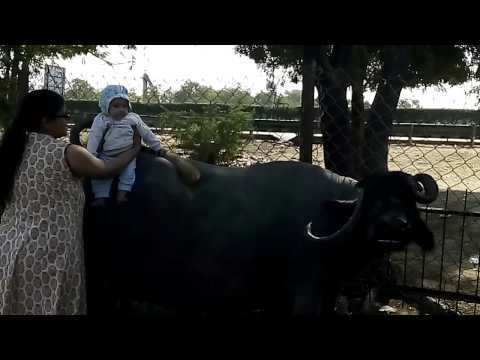 Nishma Lukka   bhais ke upar