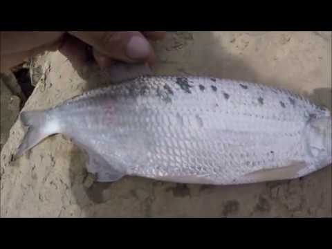download lagu mp3 mp4 Mooneye Fish, download lagu Mooneye Fish gratis, unduh video klip Mooneye Fish