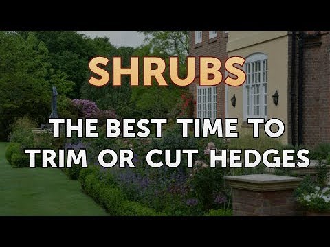 How to Prune a Bottlebrush Shrub