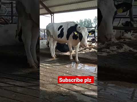 , title : 'dutch heifer #dairyfarm #cowfarm #dairycattle'
