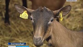 Молоко от альпийских коз