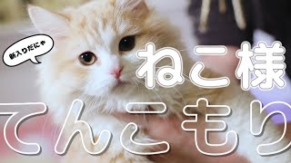 >「お疲れ様です」 - うちの猫がかわいすぎる件