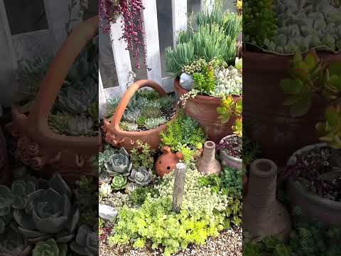 3月から庭に植える赤い葉を持つ多肉植物トップ3  庭園