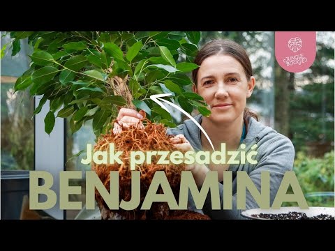 How to take care of FIKUS Benjamin plus NEWS at Jungle Boogie and a DISCOUNT up for grabs 💪