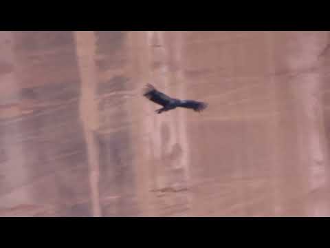 Rare Condor chick learning to fly at Zion. Californian Condor chick called "1k".