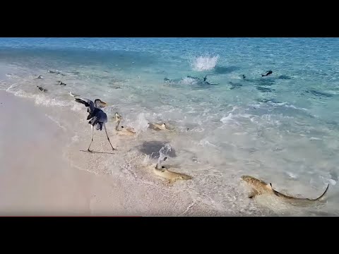 Shark Attack in Maldives Vacation! Best House Reef for Snorkeling 2018!