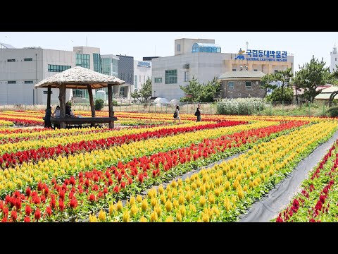 호미곶 맨드라미 정원
