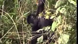 Juvenile Gorilla Swinging on Vine