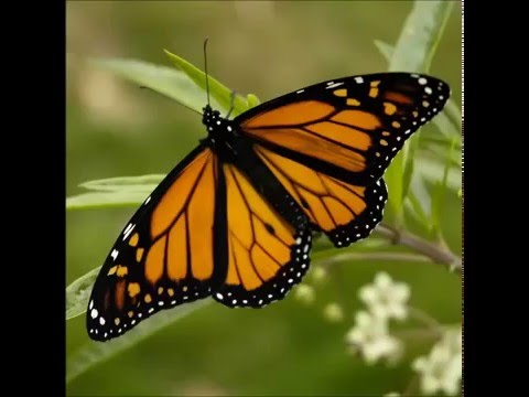 I Corti di Elio - La Farfalla (con sottotitoli)